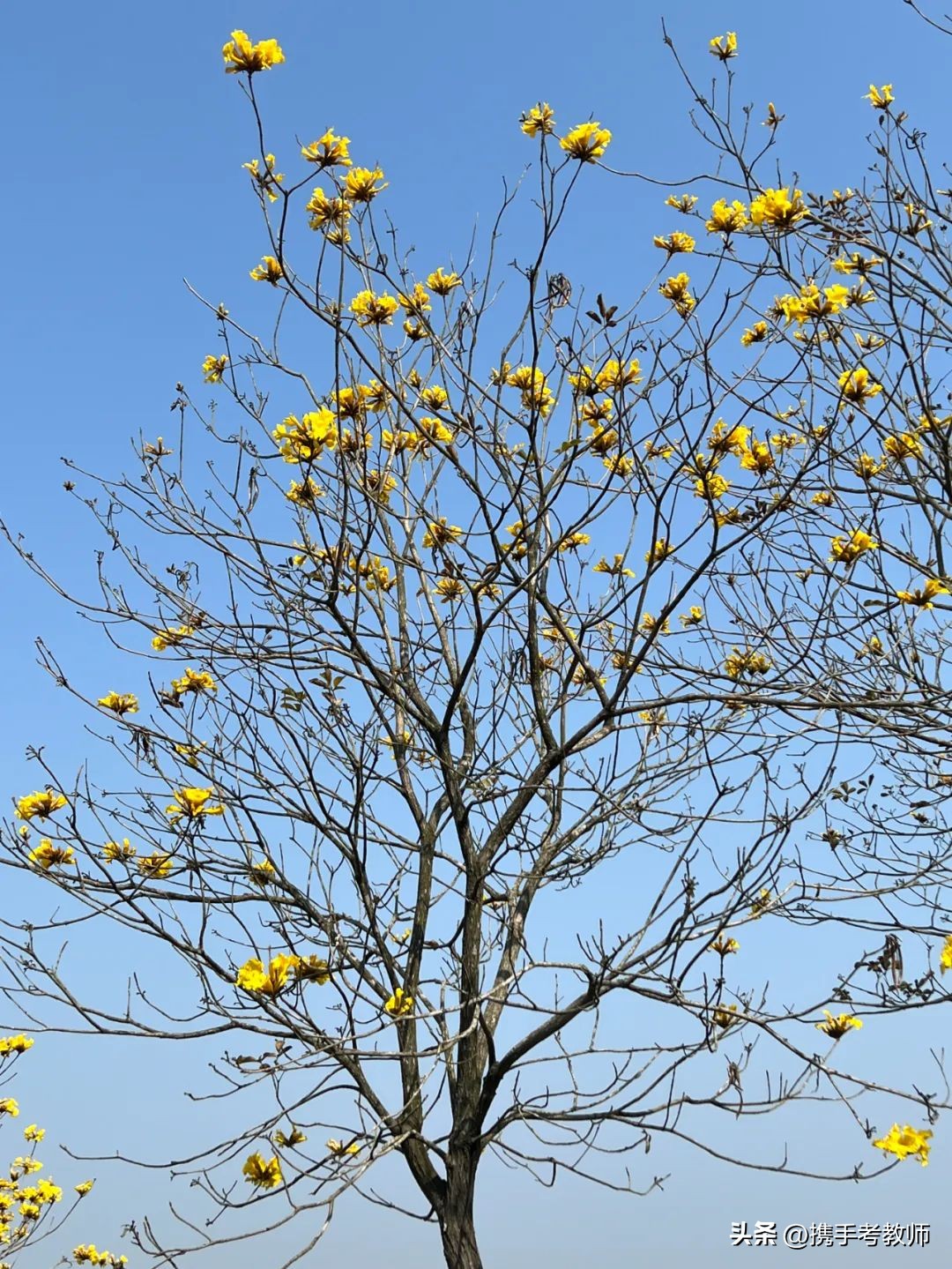 黄花风铃木品种介绍,黄花风铃木生长缓慢