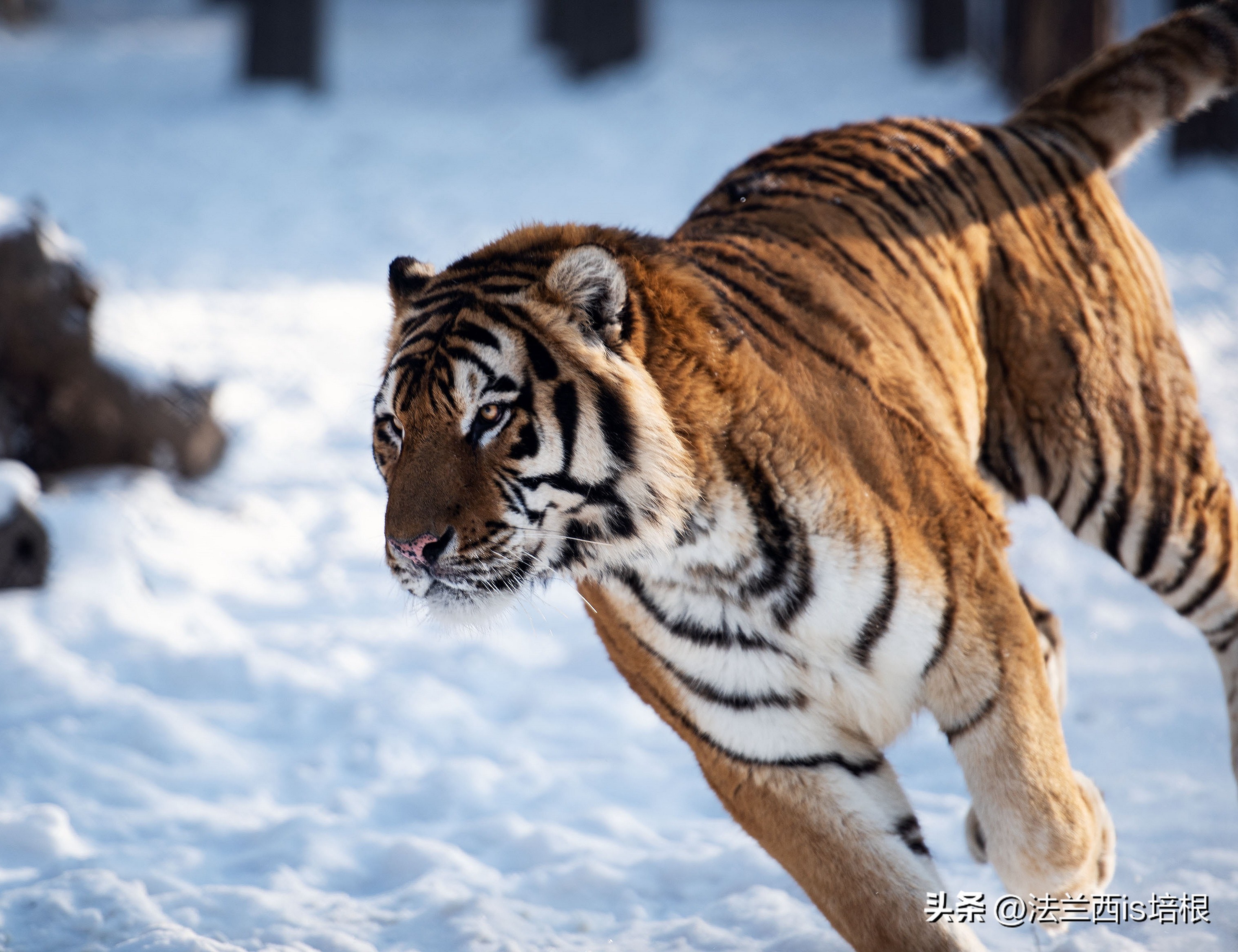 黑龙江饶河境内发现东北虎,黑龙江饶河东北虎出没