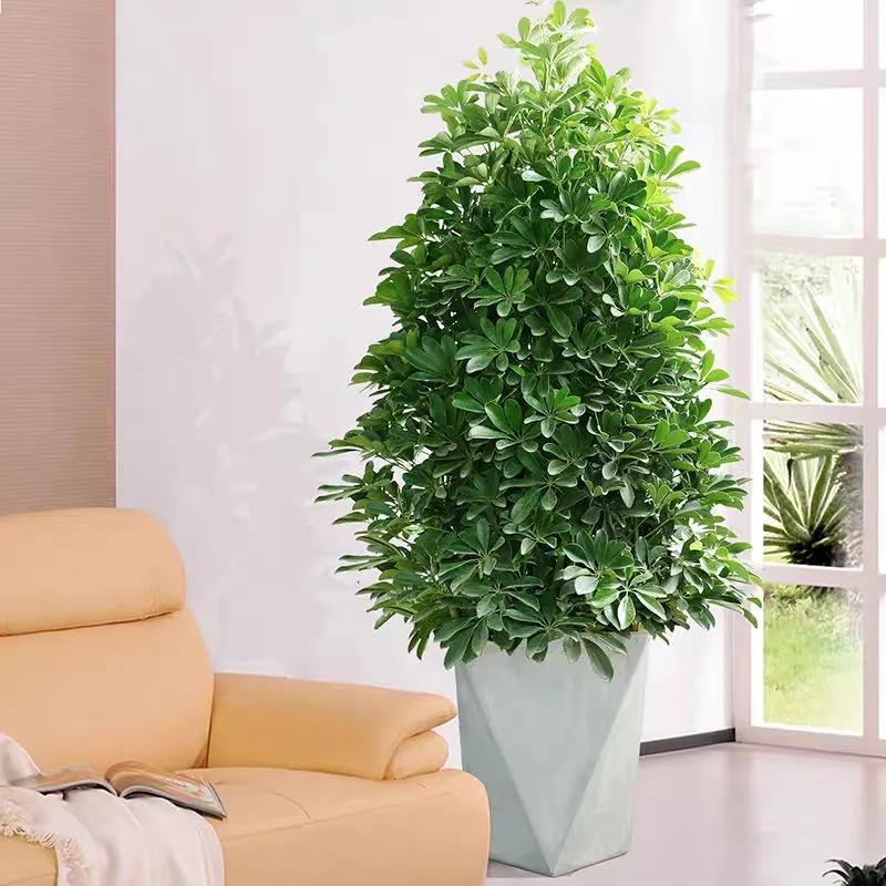 客厅养四种富贵花,家中盆栽什么树好养旺财