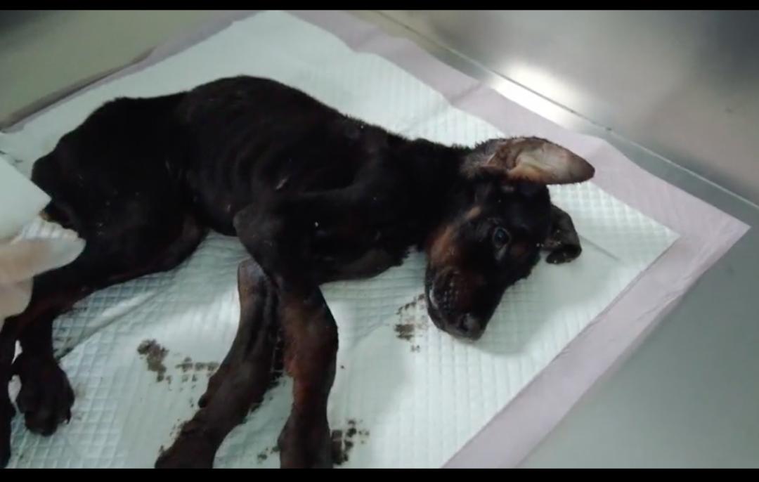 主人给狗狗治病它知道吗,主人被杜宾幼犬打过全部疫苗抓到