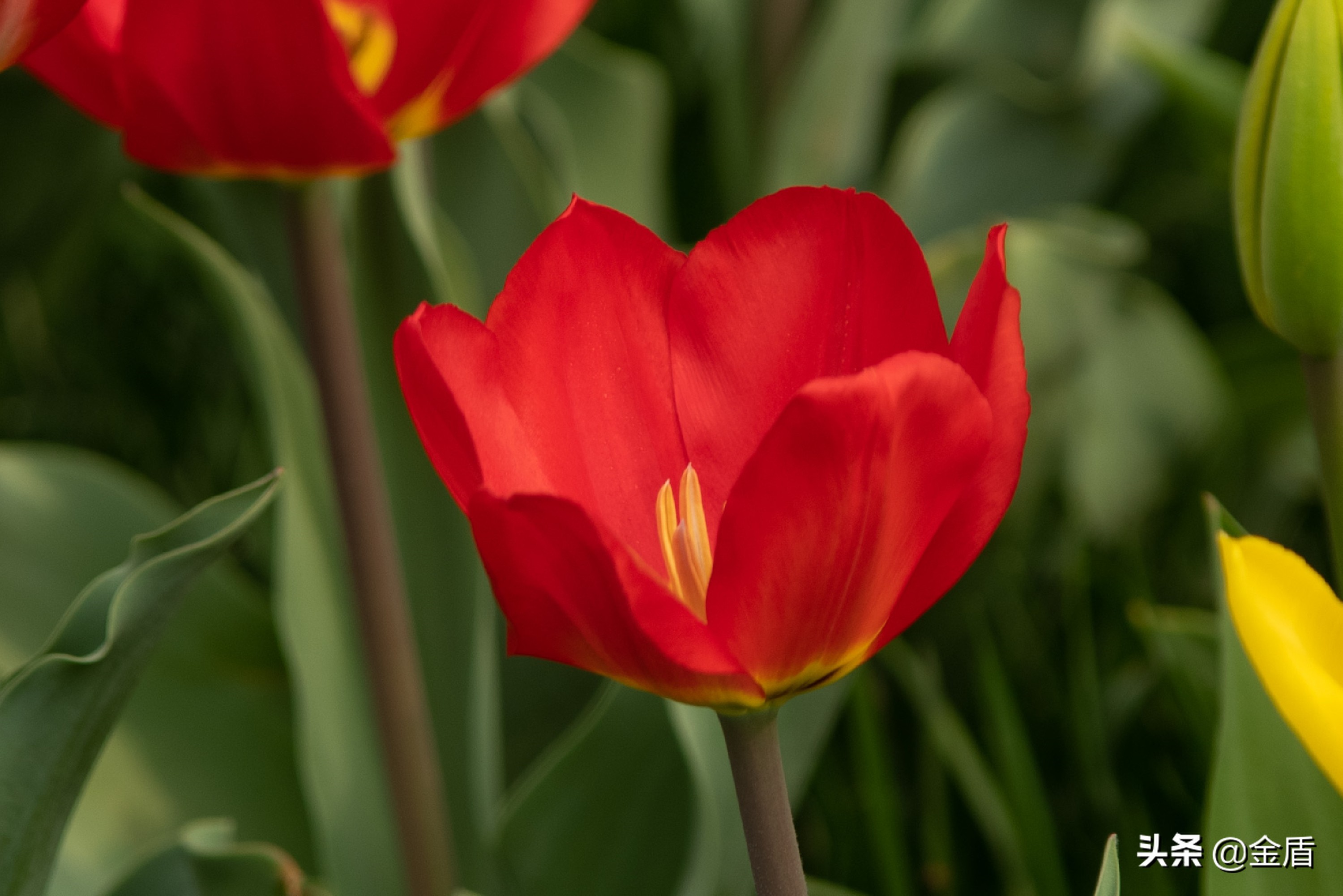 花中皇后郁金香全集,花西夫人郁金香