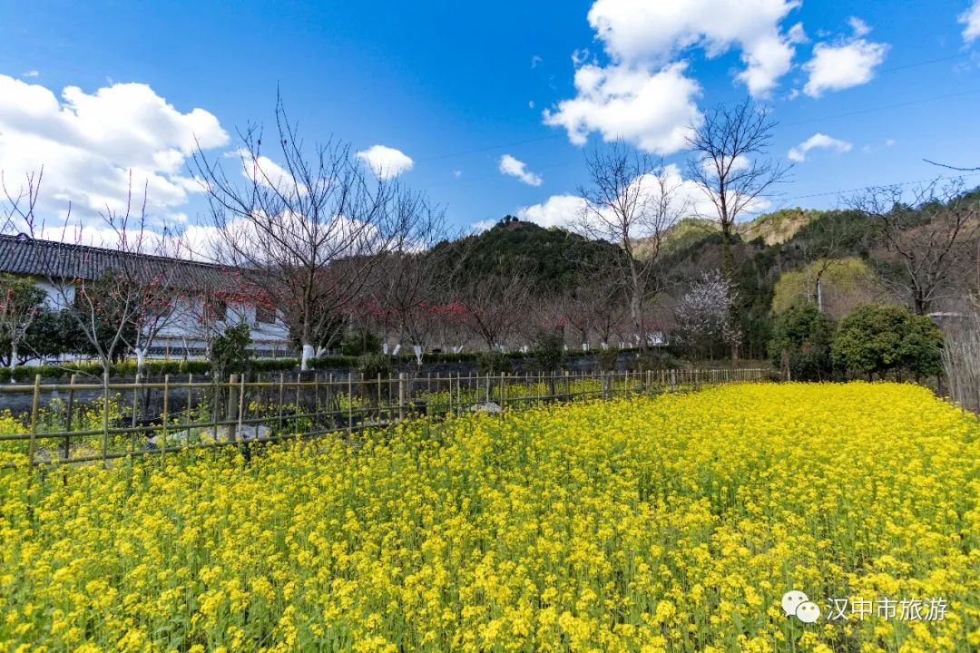 汉中油菜花海线路图,汉中城固油菜花观花点