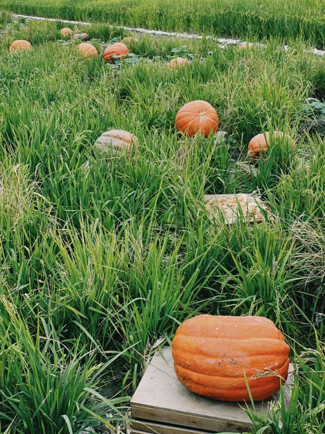 放假去哪里玩又便宜又好玩成都,假期去哪玩便宜又好玩儿成都