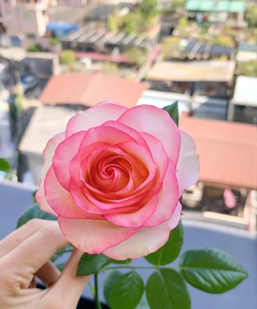 像艾莎一样花期长的月季,艾莎月季花品种大全