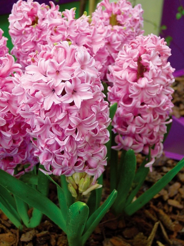 春游观赏的花有哪些,春天赏花什么花好看