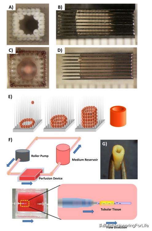 血管组织工程的生物制造方法及生物纺织品