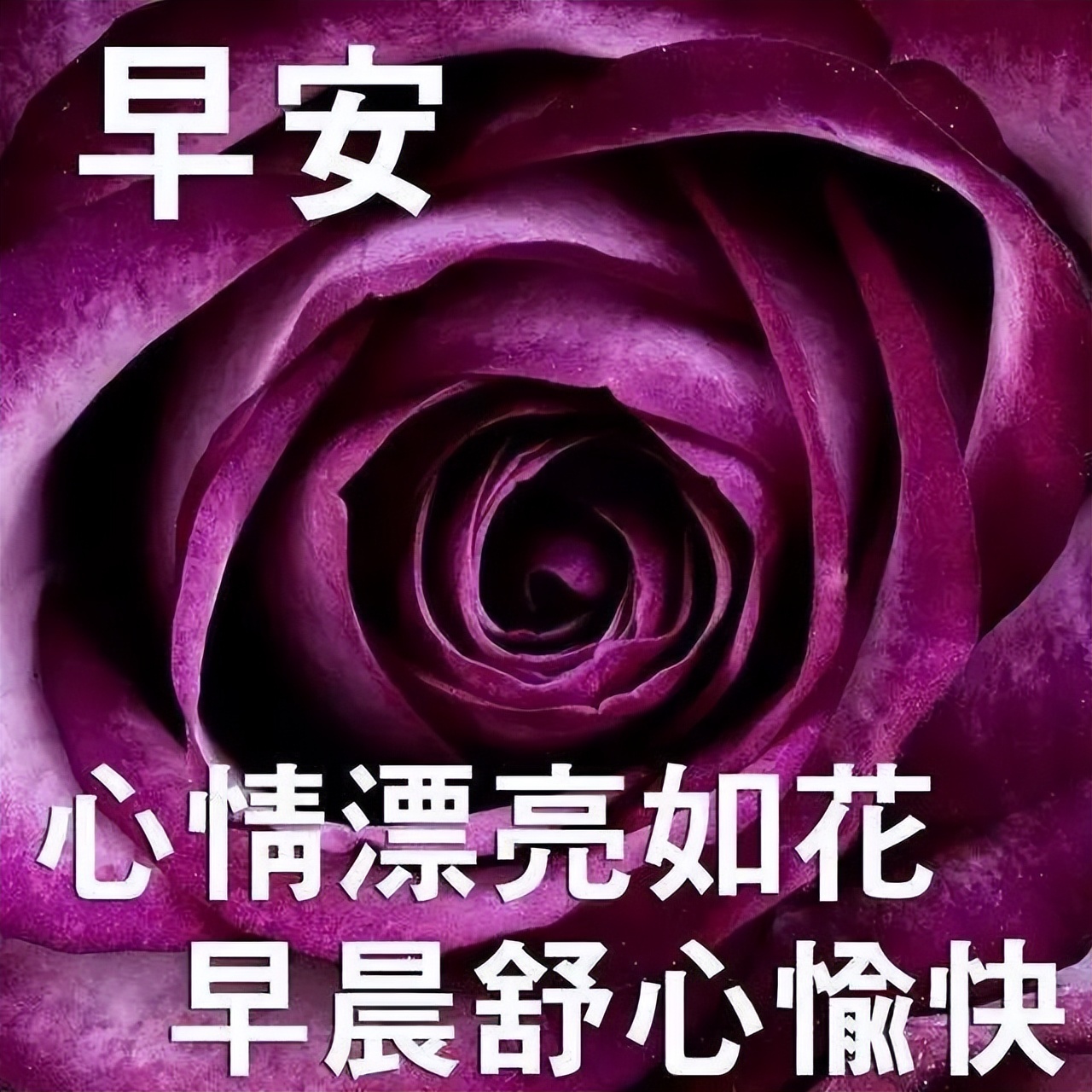 精美早上好问候语图片带字图文,文字中加带表情包的早上好问候语