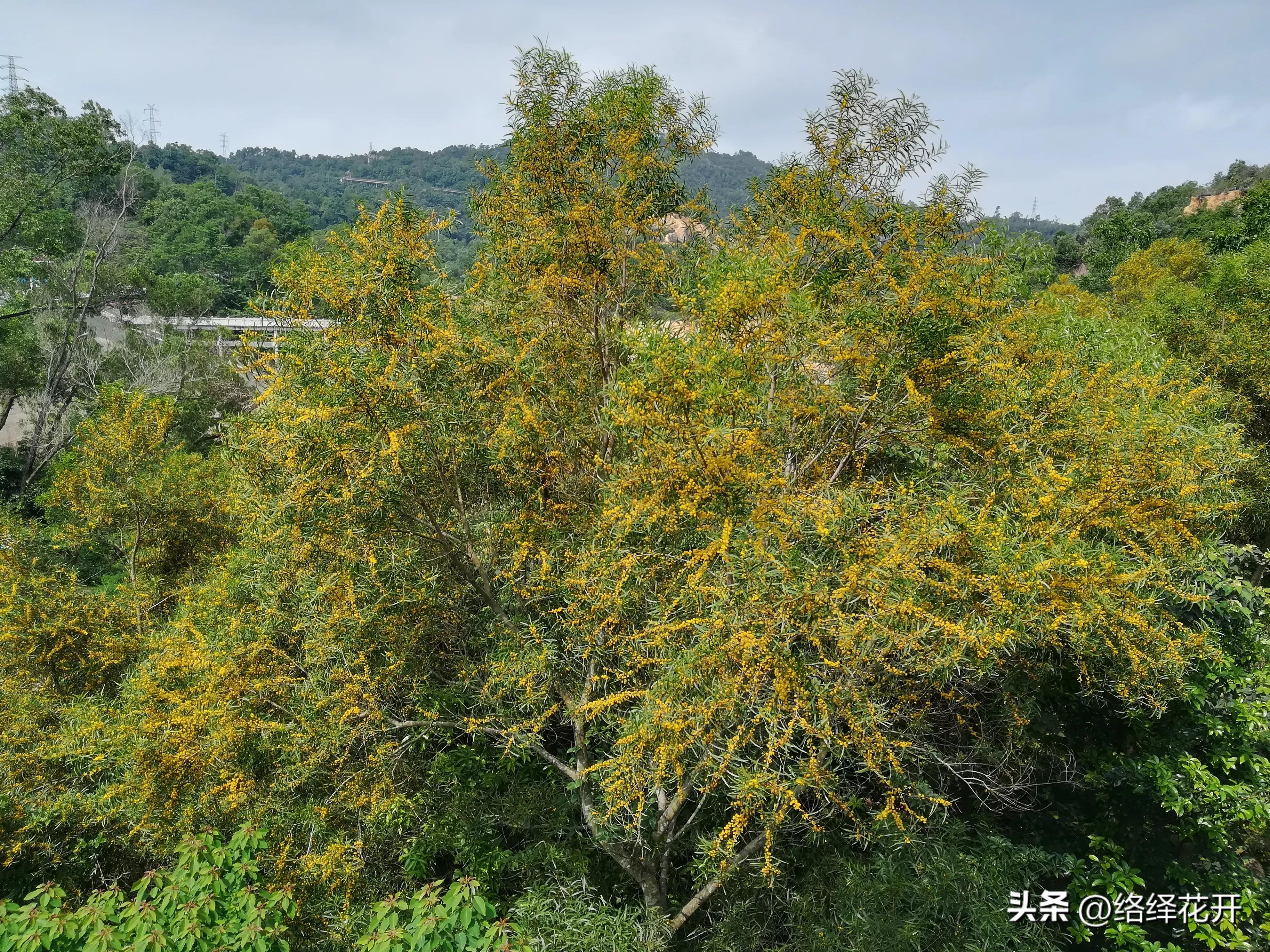 台湾相思,台湾相思花语