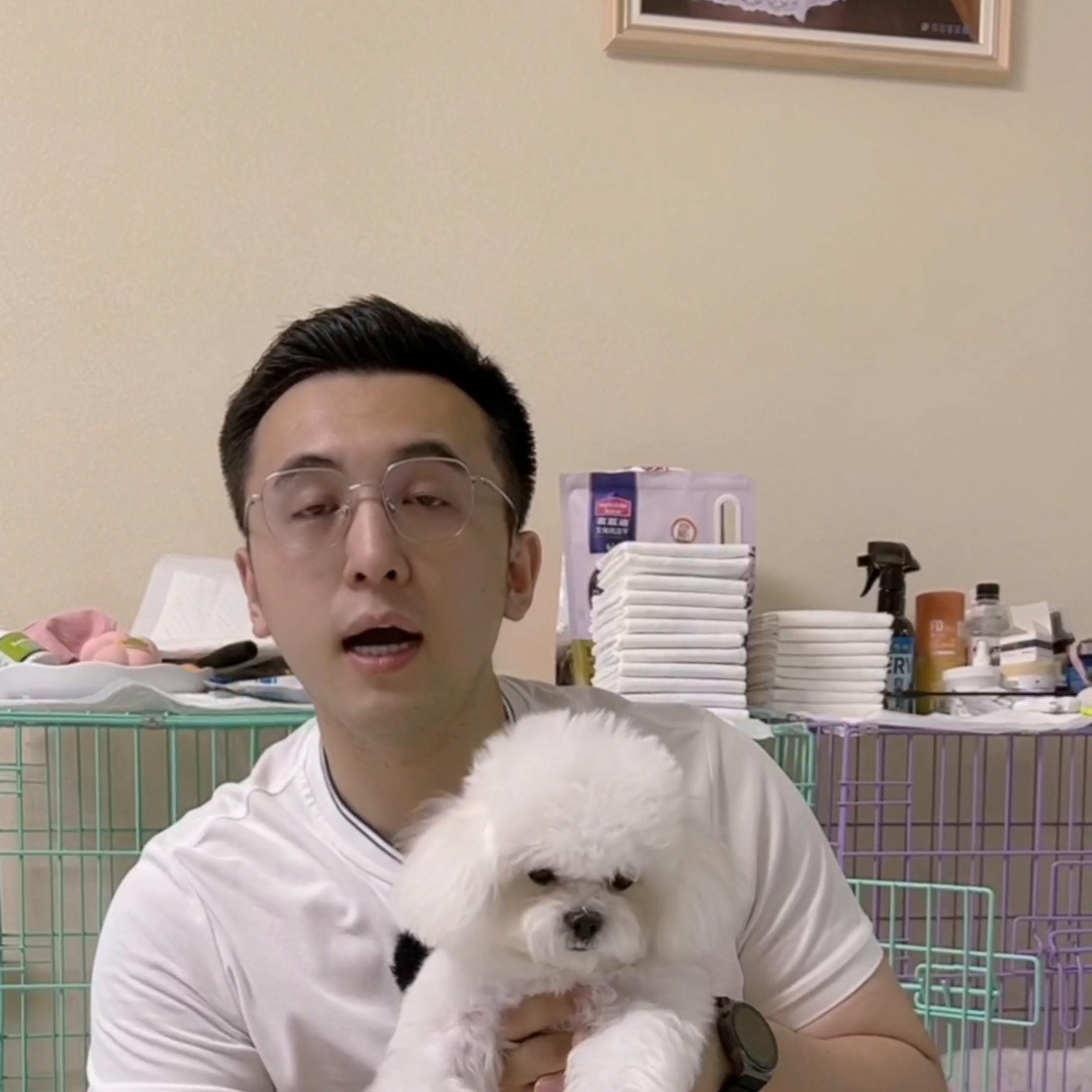 怎样让比熊毛发不打结,比熊毛发打结必须剃光吗