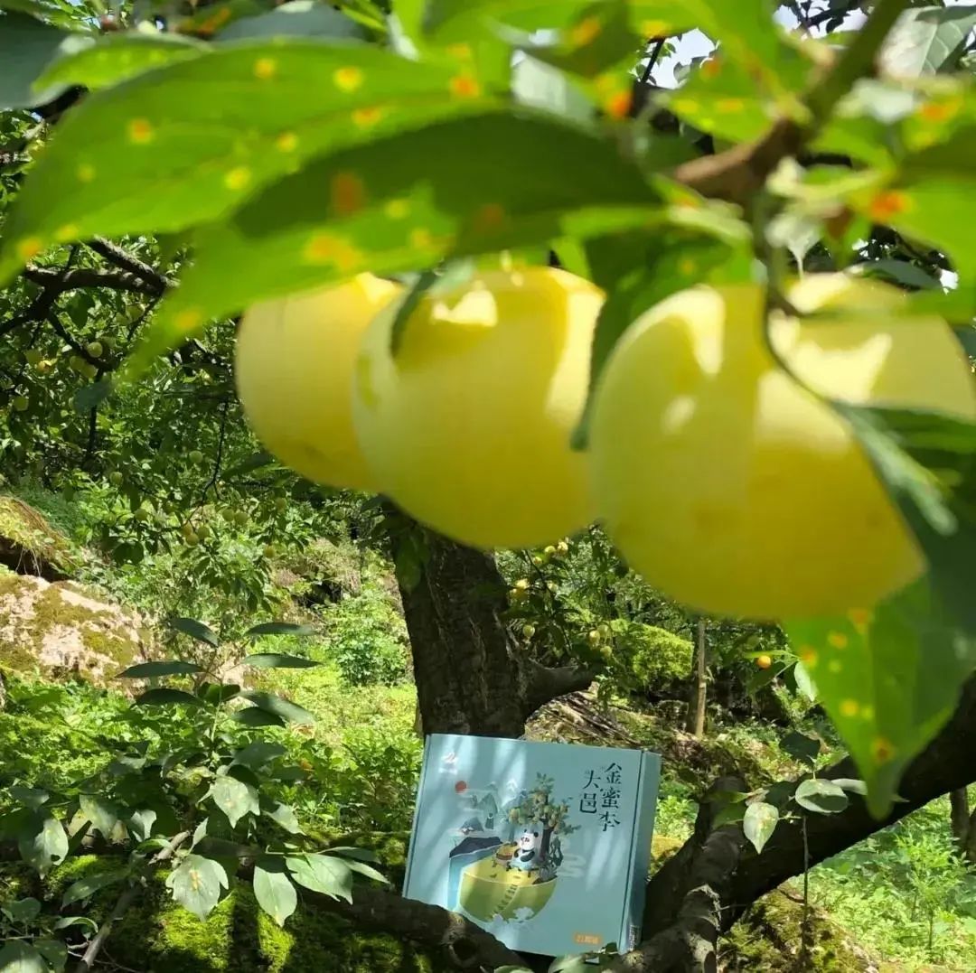 四川大山里有啥名贵药材,四川农村的十大特产