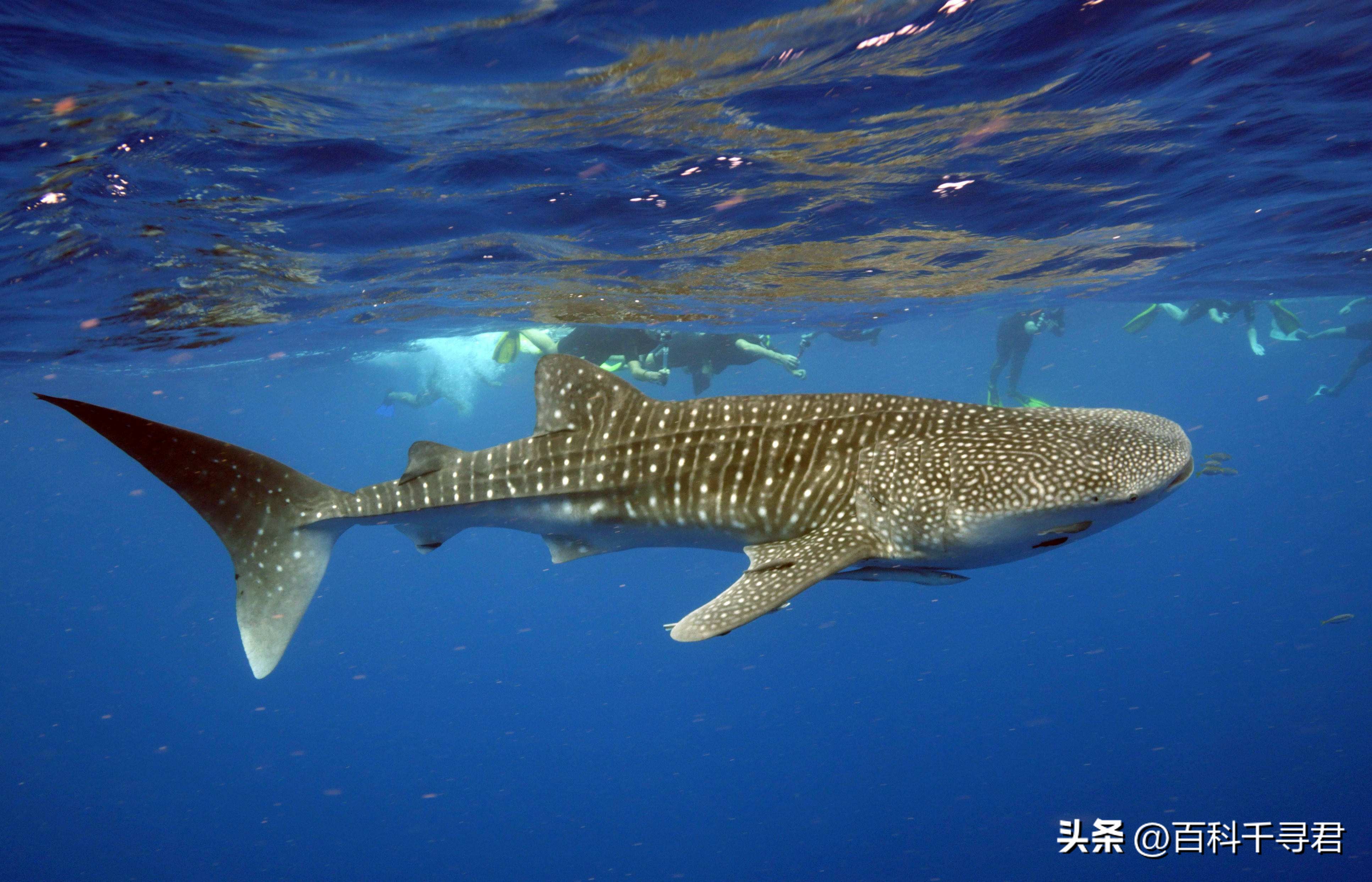 翻车鲀是世界上最大的硬骨鱼类吗,翻车鲀是世界上最大的鱼类吗