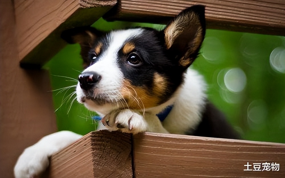 狗狗中暑的正确处理方法是什么,狗狗中暑的症状及处理方法有哪些