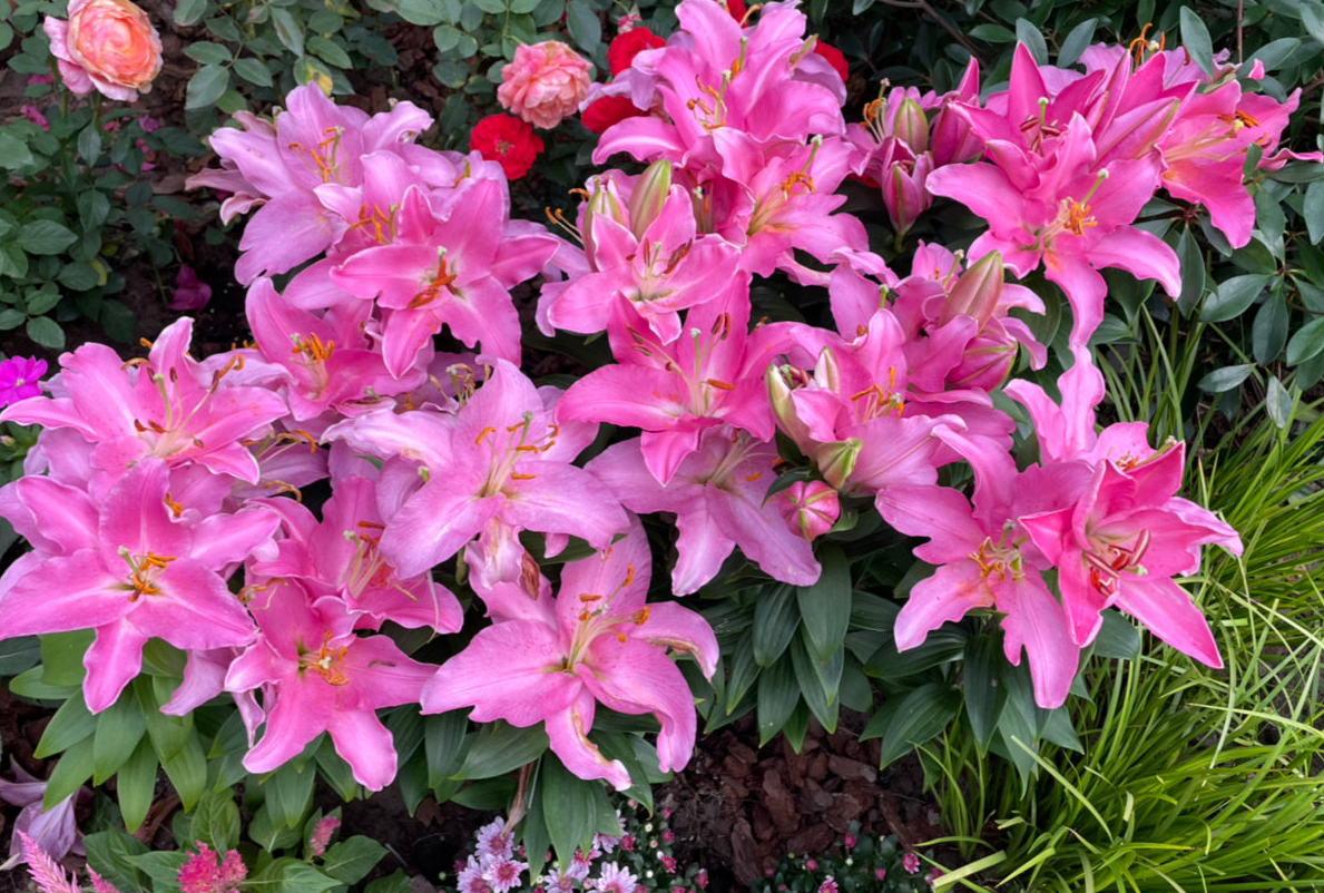 冬季盆栽百合花开完怎么处理,百合花种球冬季种植方法