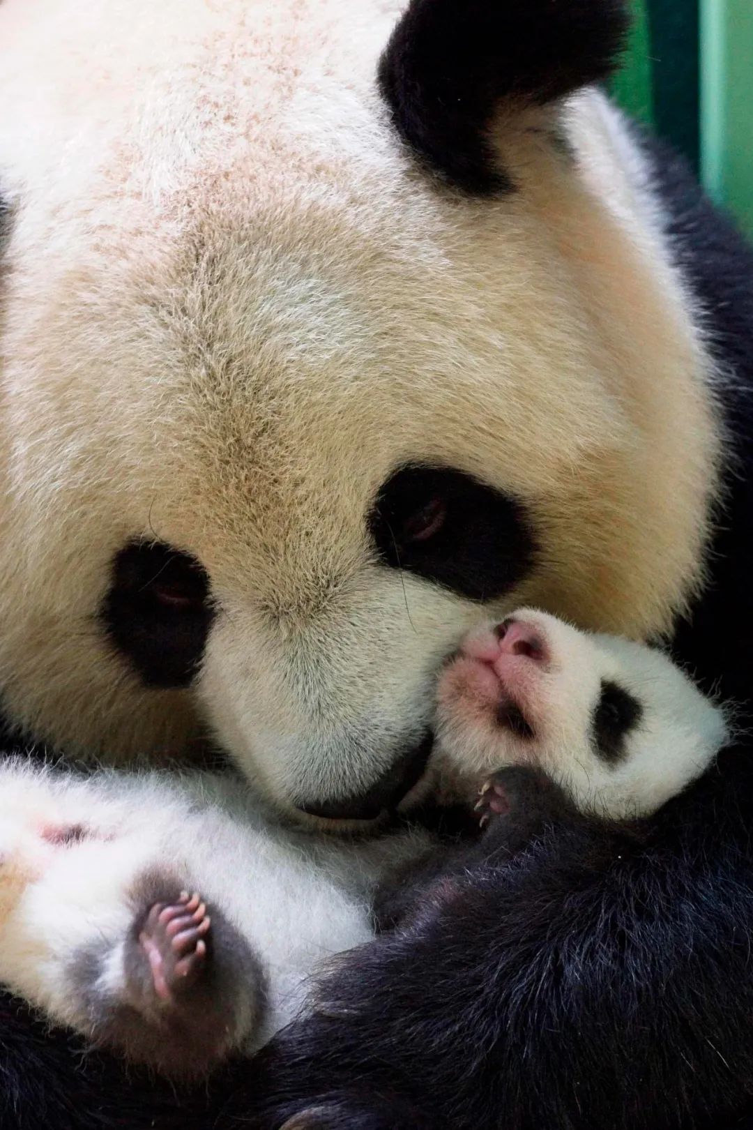 我真的太爱熊猫了，难不成上辈子是根竹子？