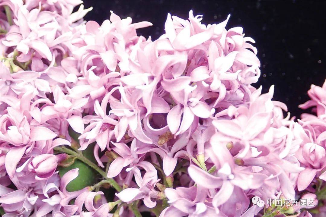 “全能型”乡土植物——丁香|“小众精英”专题