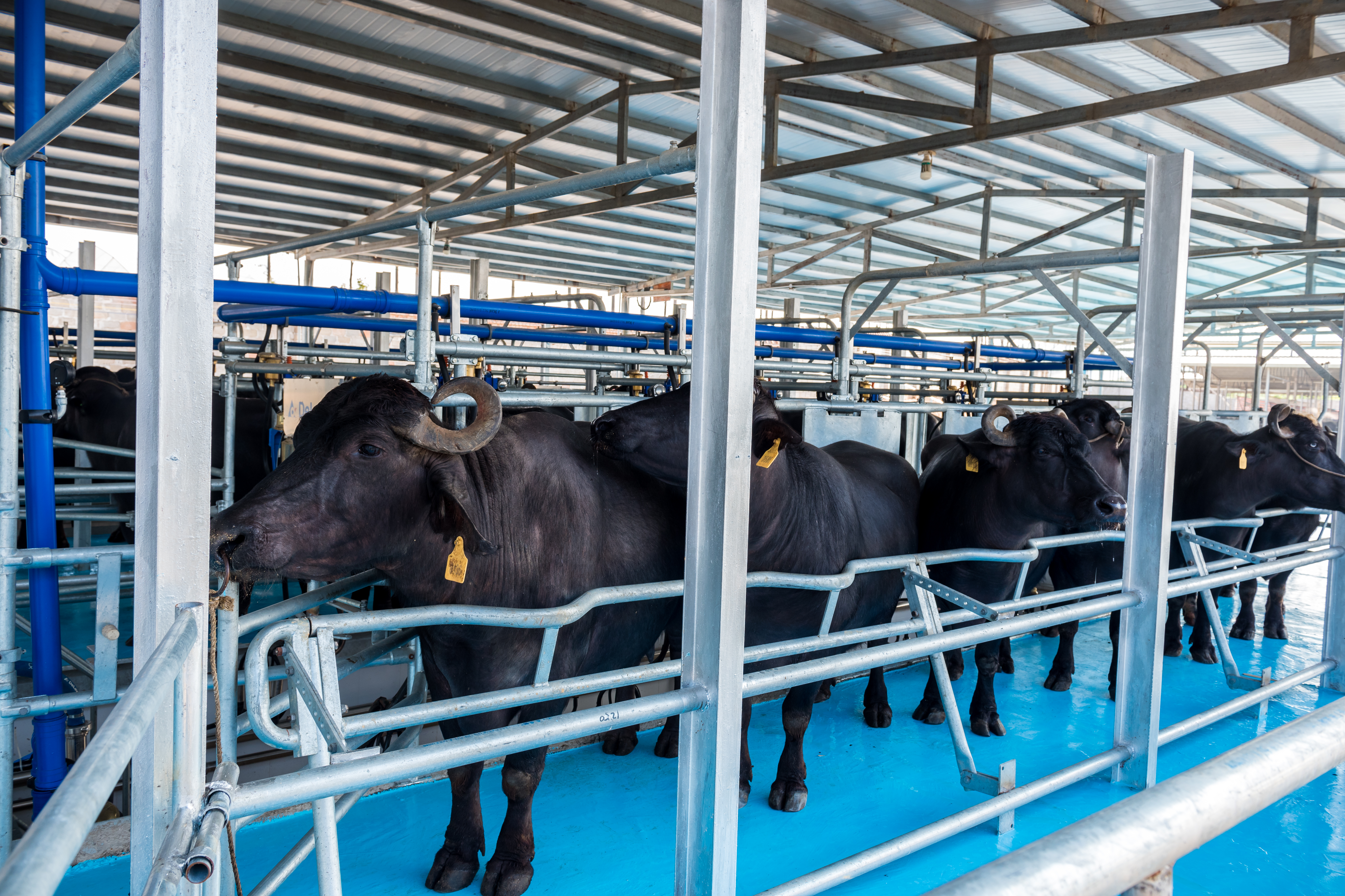 桂牛水牛乳业公司电话,广西桂牛水牛有限公司