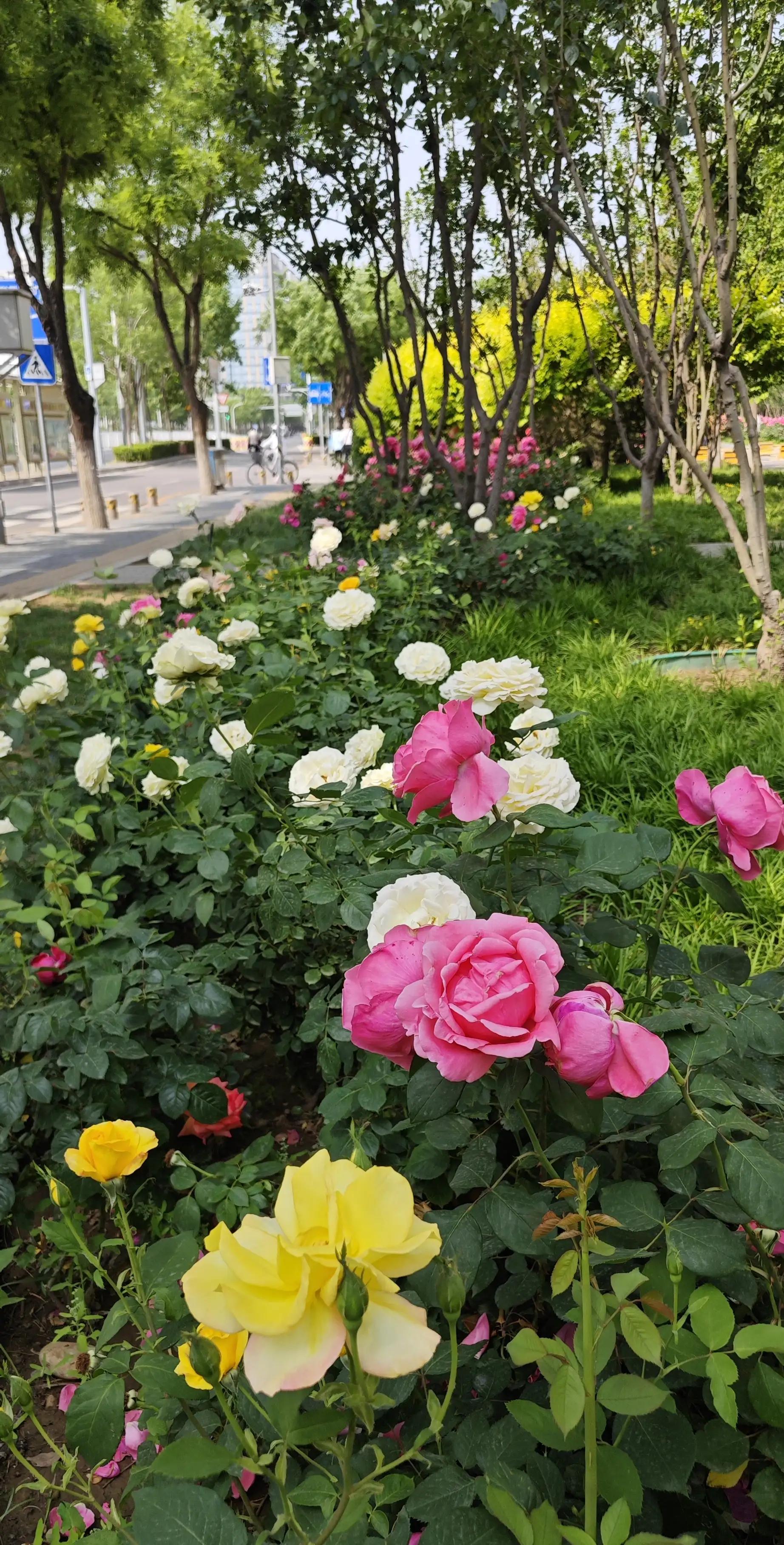 春天的月季花的描写,春天的月季花是什么颜色