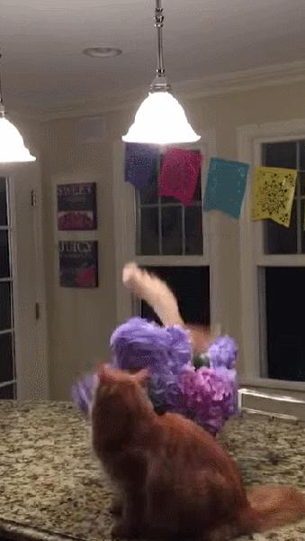 据说养猫超过3年，铲屎官都会变成神经病？