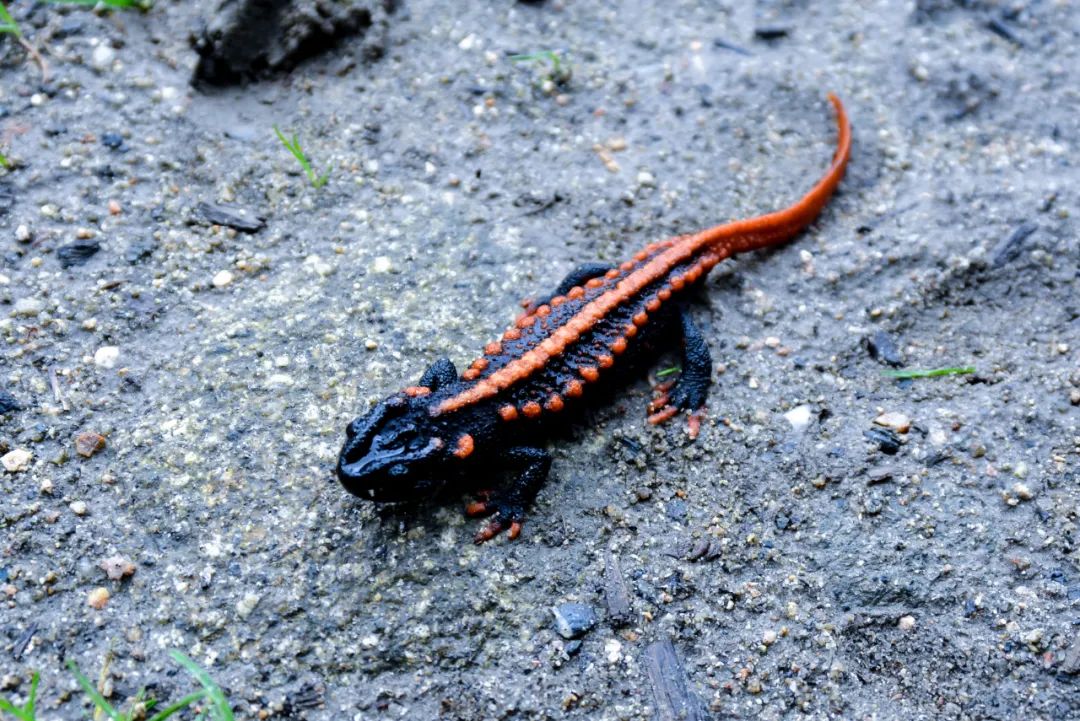 昆明七彩云南怎么样,七彩云南避暑家园