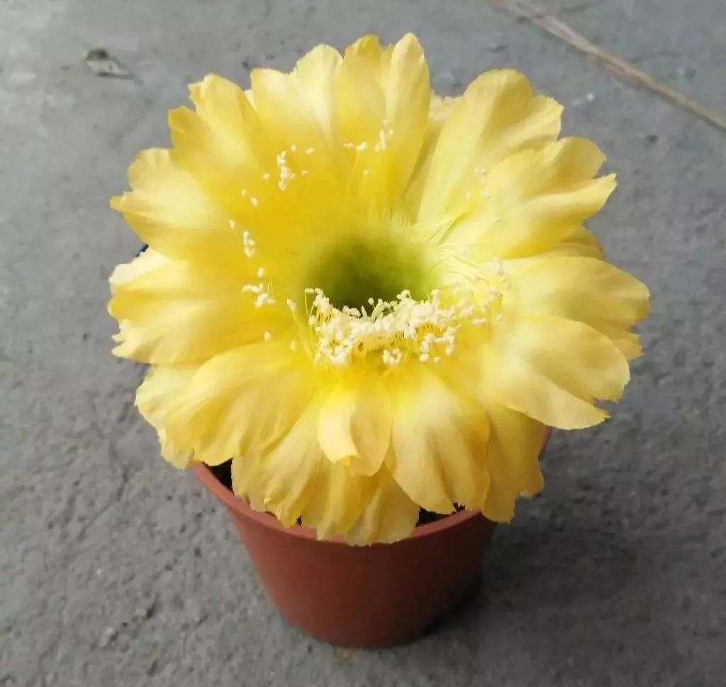 200种·仙人球开花图鉴，大开眼界，美到爆