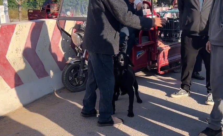 拉布拉多被硬塞进笼子,拉布拉多被关笼子6年