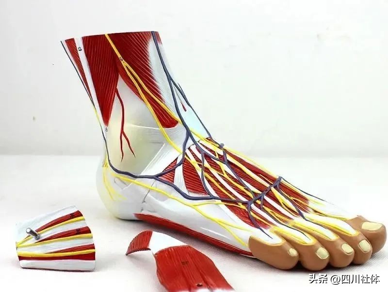 腿是人体的第二心脏图,腿是人体第二心脏