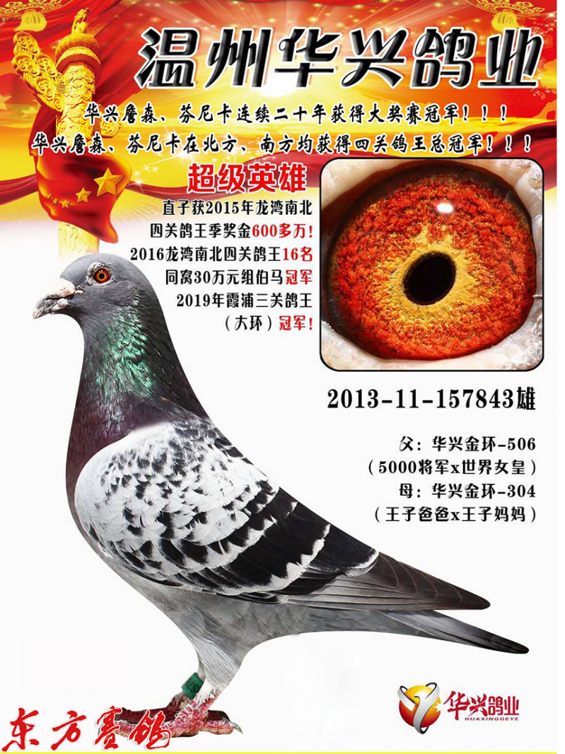 华兴鸽舍江建兴顶级种鸽,华兴鸽舍江建兴的鸽子价格
