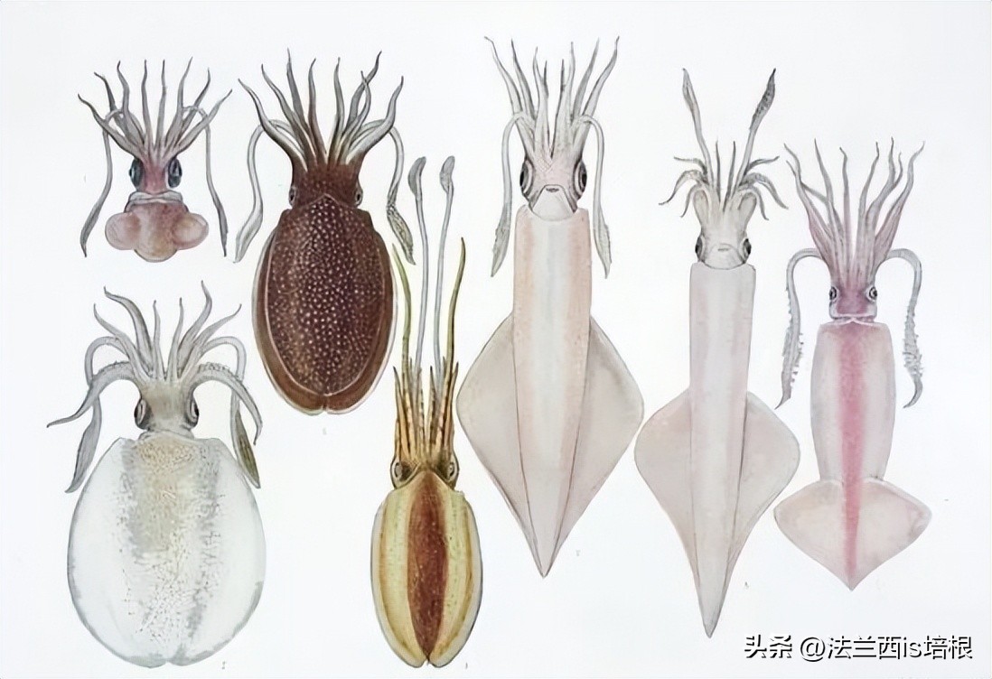 女子煮墨鱼没放墨汁似熬沥青,女子首次煮墨鱼没倒墨汁似熬沥青