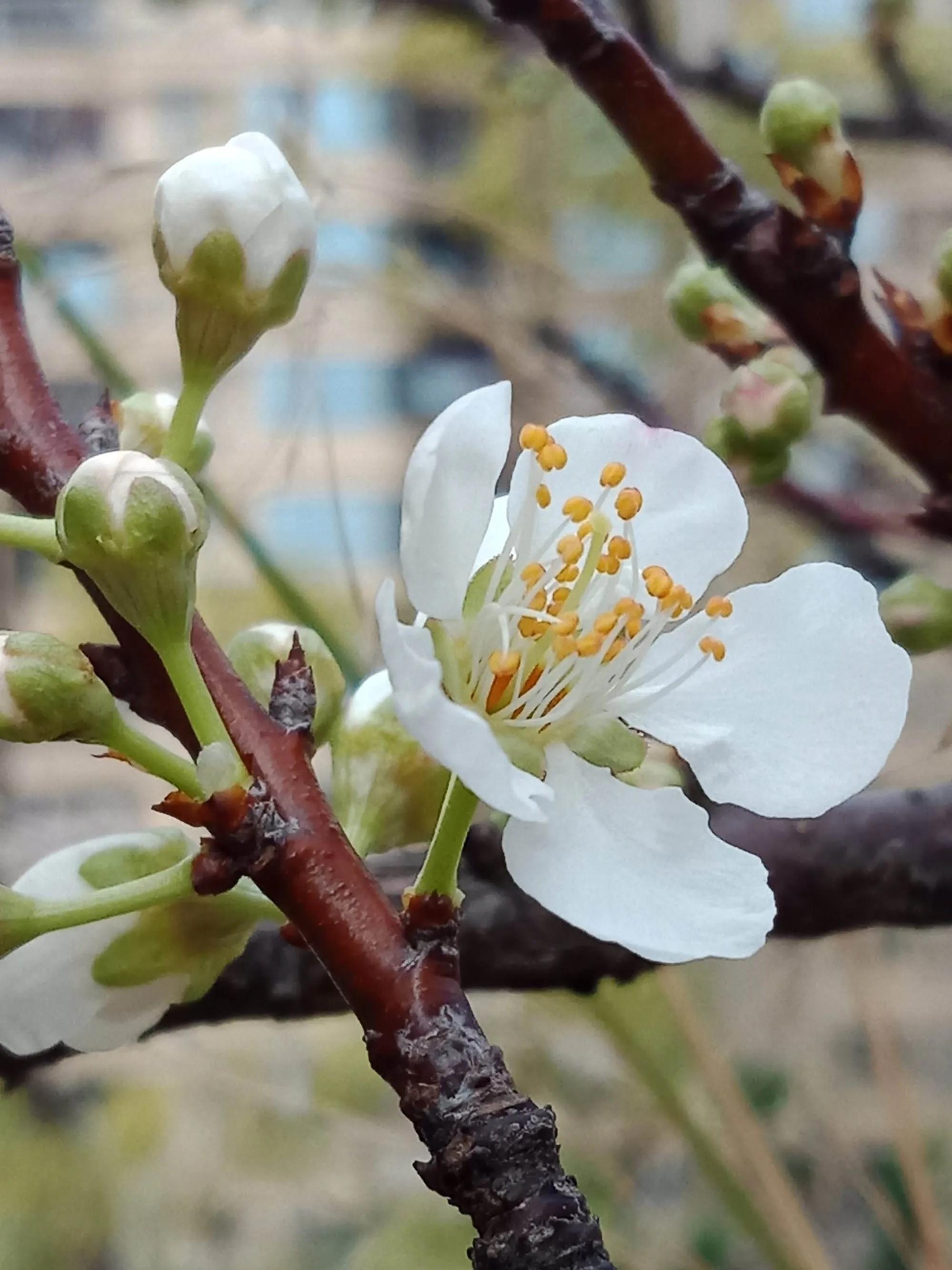 春夏之交，越来越多的花含苞欲放，这一百种娇媚蓓蕾真是美不胜收