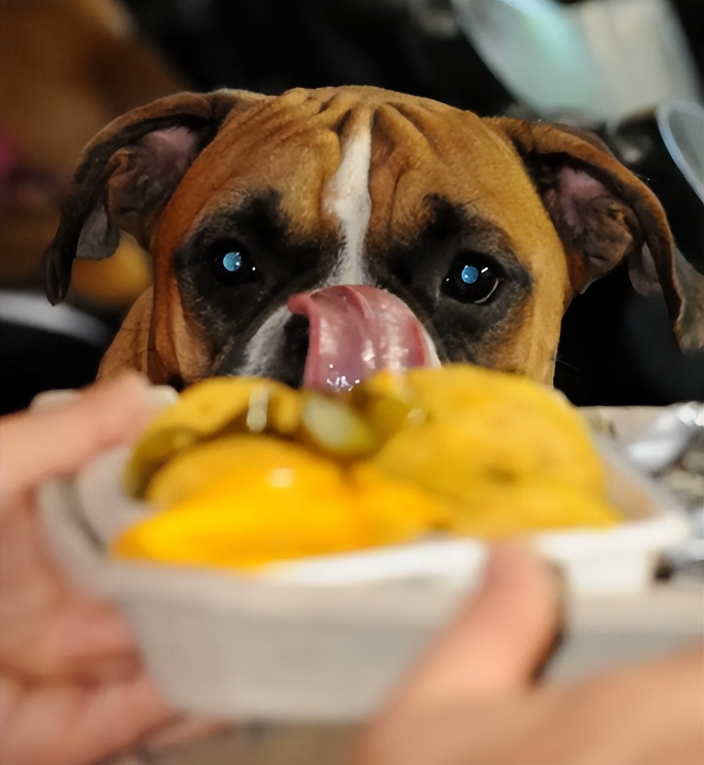 怎么培养猫咪粘人,怎样培养一只很温顺的小狗狗