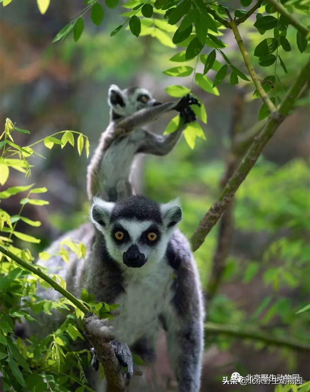 环尾狐猴在中国属于几级保护动物,环尾狐猴最显着的几个特点是什么