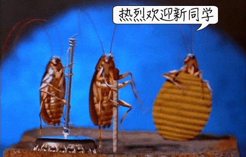 踩蟑螂会越踩越多吗,踩死蟑螂后把鞋底冲干净可以吗