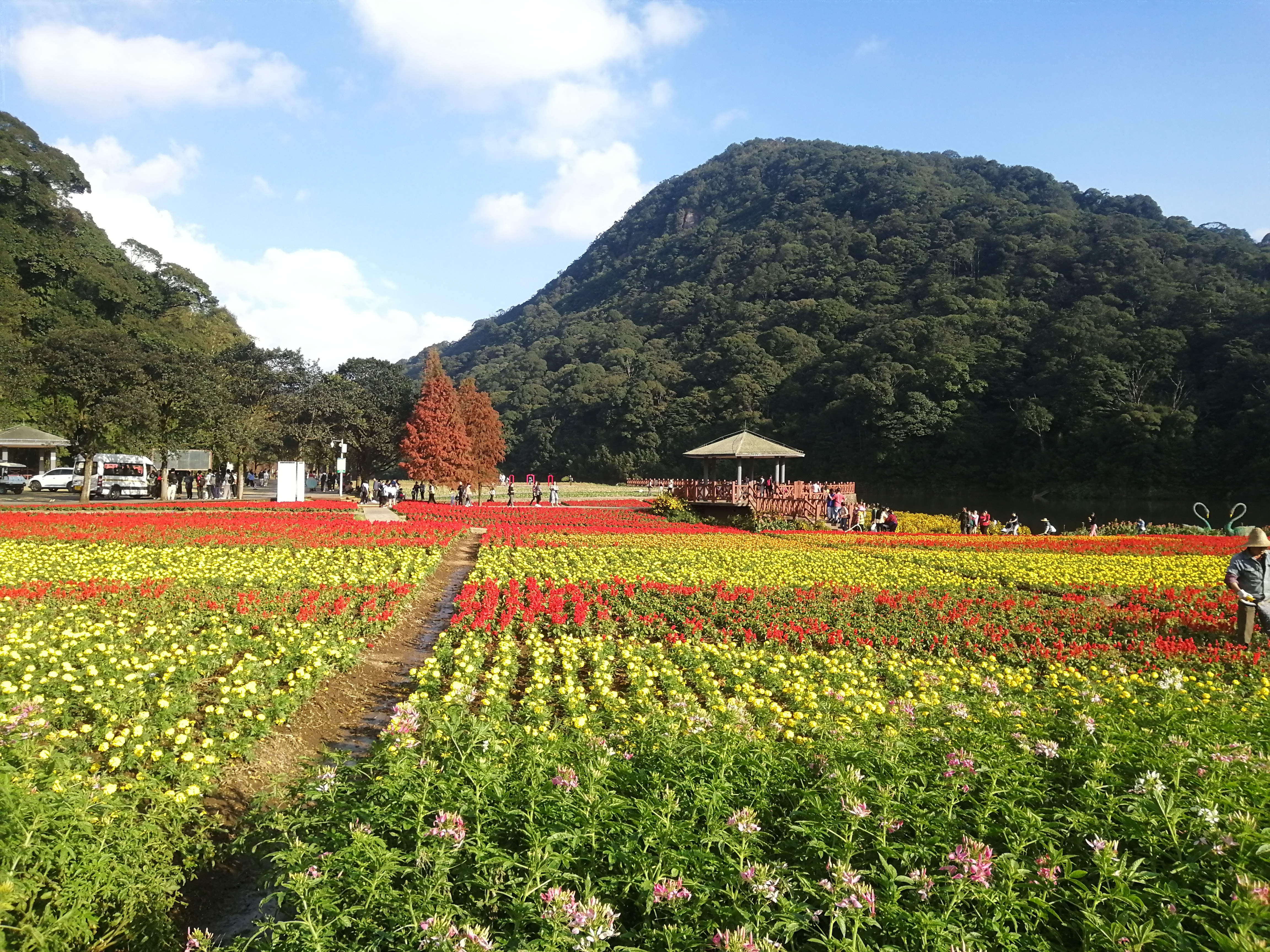 石门森林公园樱花谷交通线路,从化石门公园枫叶