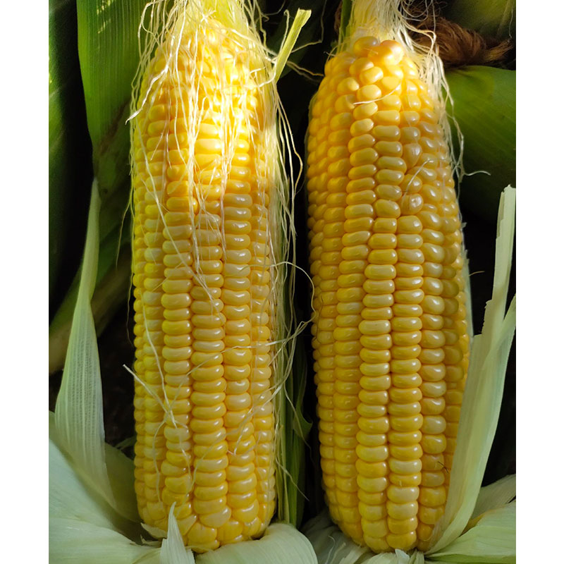 春播玉米种子什么品种好,春播糯玉米最好的品种