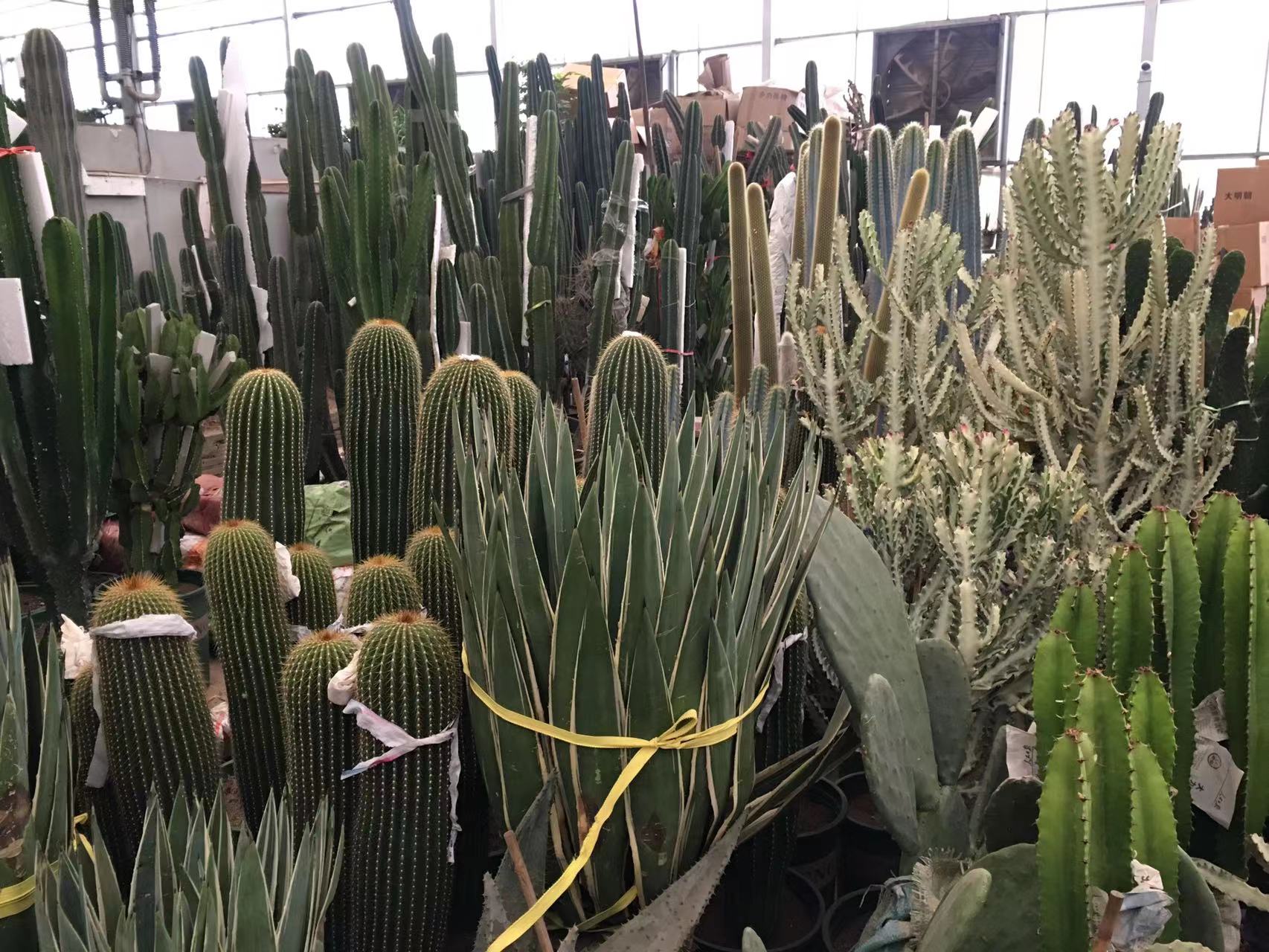 成都春天花卉市场哪里最便宜,成都温江区最便宜的花卉市场