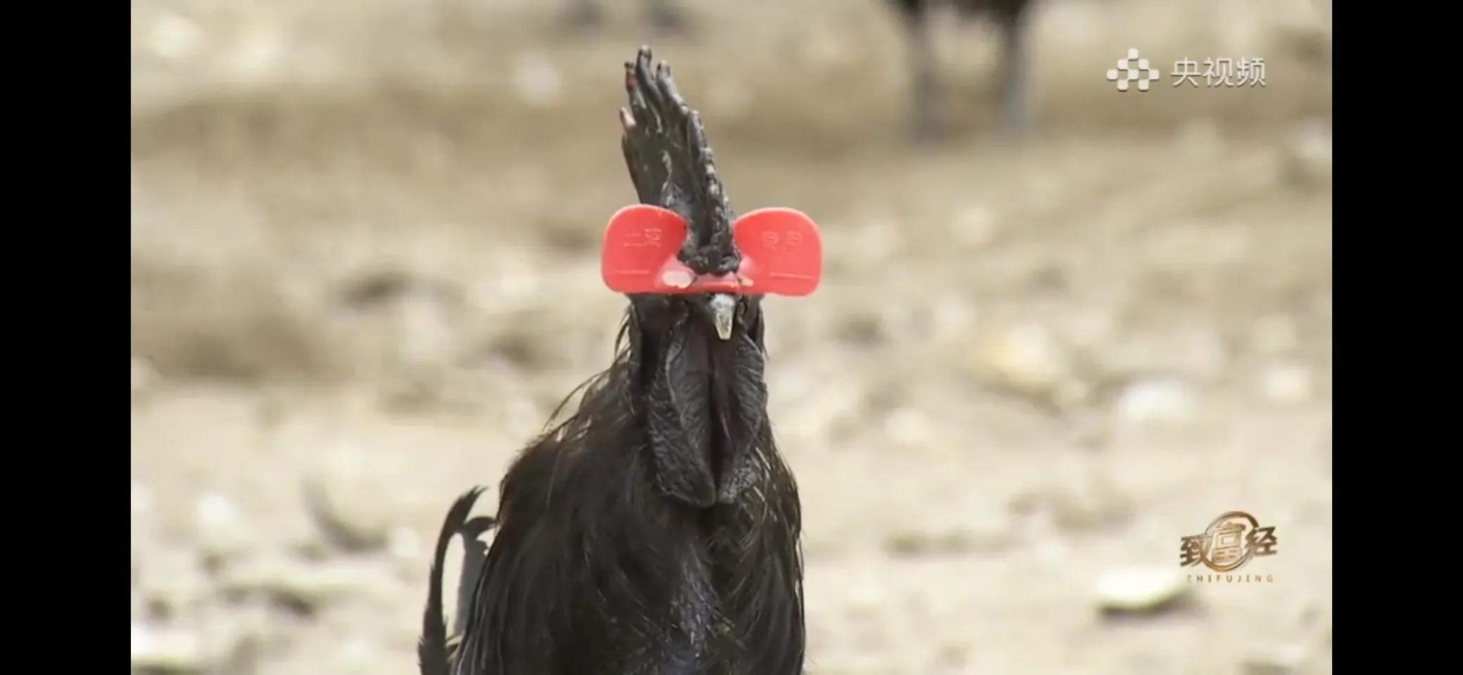 10万多只鸡养鸡场一年能挣多少,回村搞农业养殖一只鸡卖一万