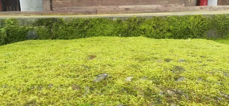 哈雷车主会福州分会,哈雷hog车主会八周年庆典巡游