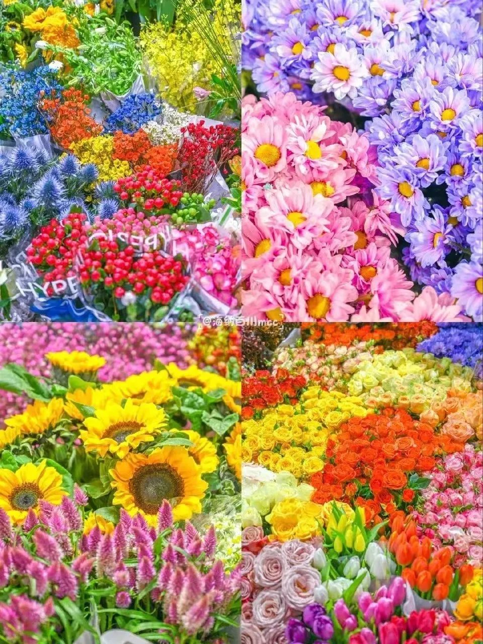 济南春天看花好去处,来济南买金子