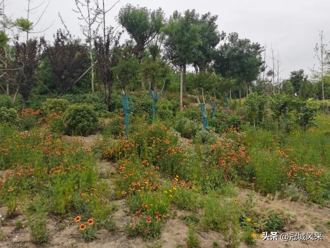 临清龙山公园最新进展,游临清公园