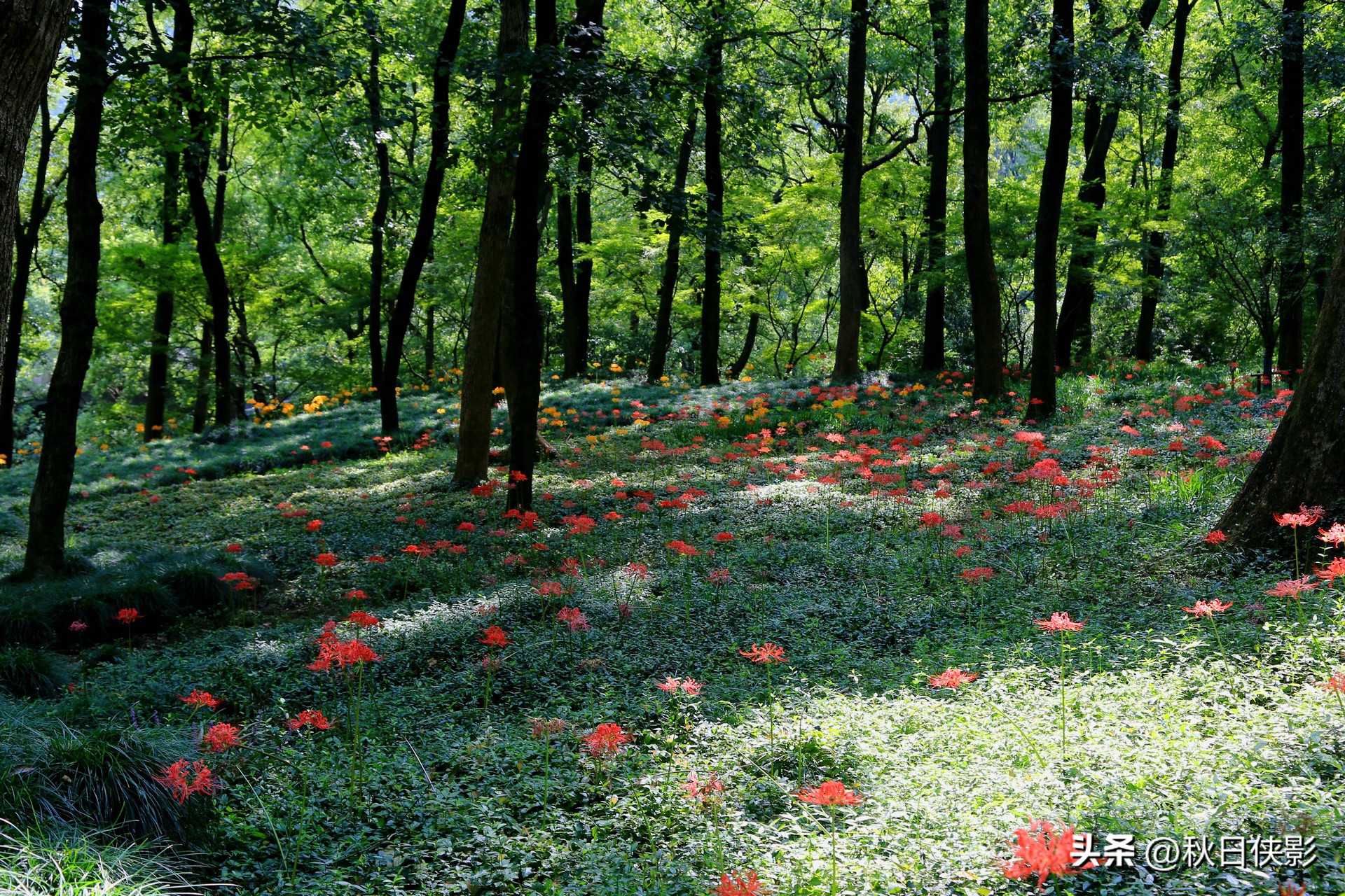 西湖边的免费小众景点,西湖边的公园