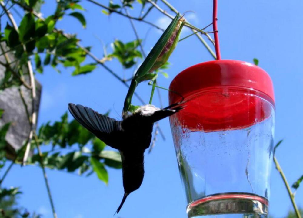 世界上最残酷的动物捕食,世界上最凶残的昆虫有哪些