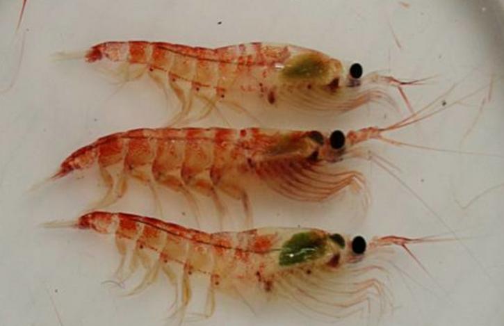 台湾核武器研究成功率,台湾核武器研究始末