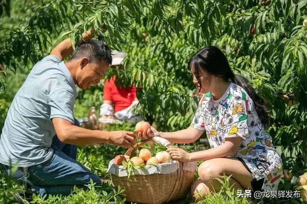 考评结果公布！龙泉驿区这些村镇和园区获殊荣