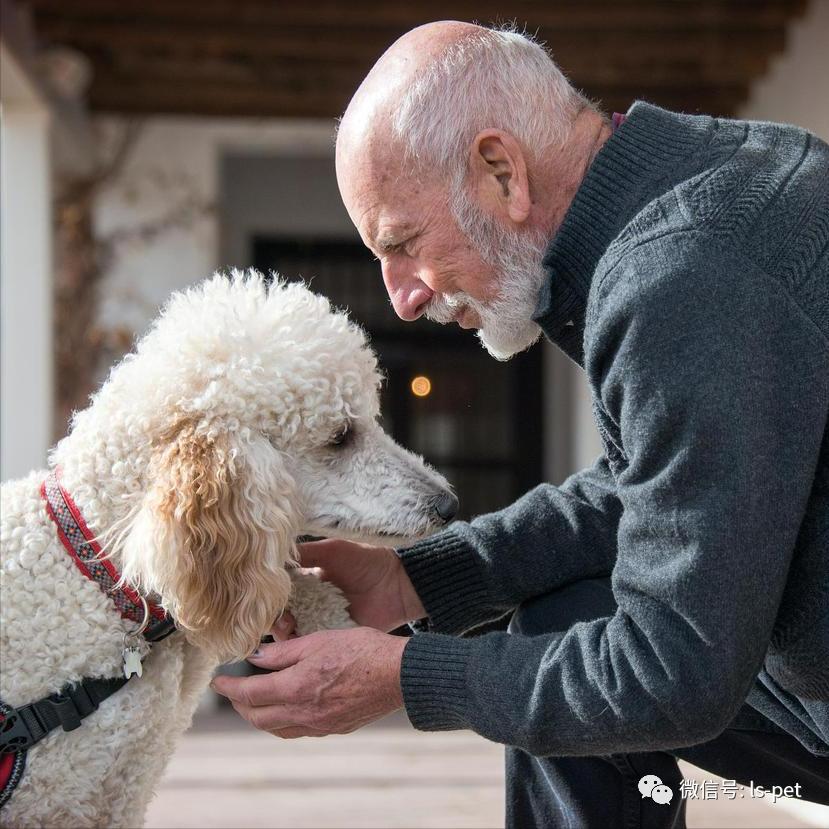 养狗的好处和坏处共9篇,养狗对抑郁症有什么好处和坏处