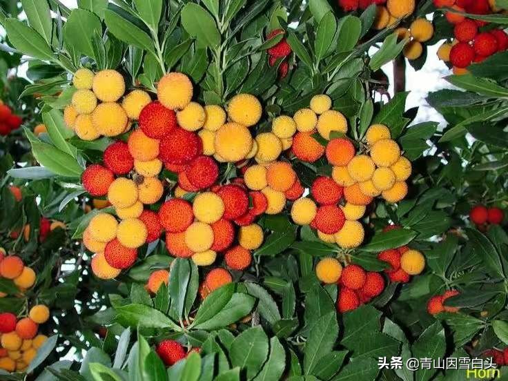 种植草莓一亩地能挣多少钱,草莓树种植地区