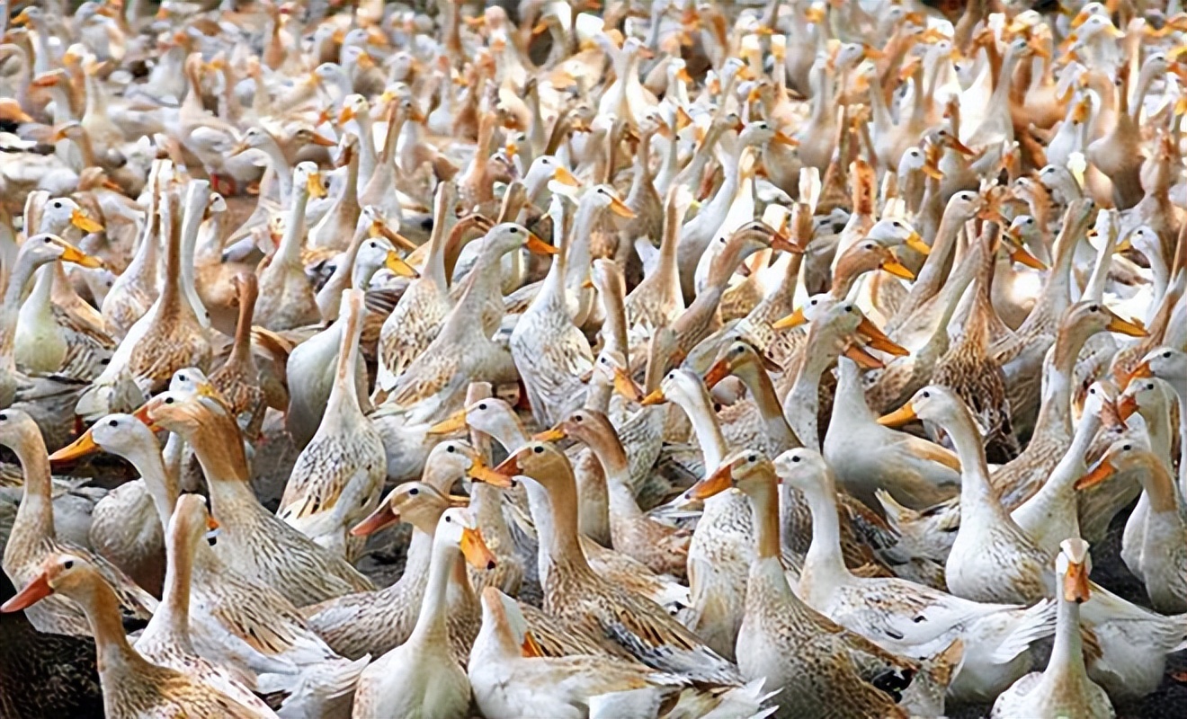青年鸭饲养管理,青年蛋鸭的饲养与管理