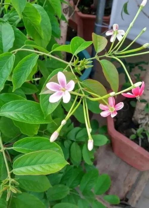 中药使君子,中药使君子图片大全