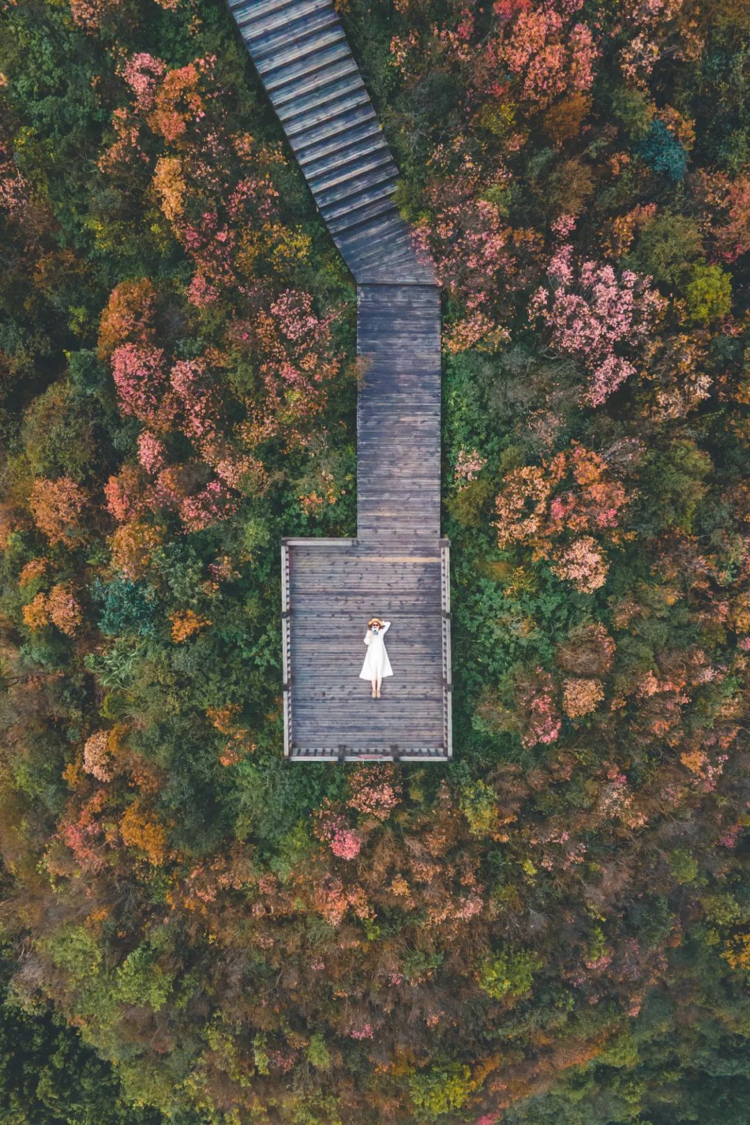 猫咪走太空步原视频最火,猫咪壁虎漫步视频