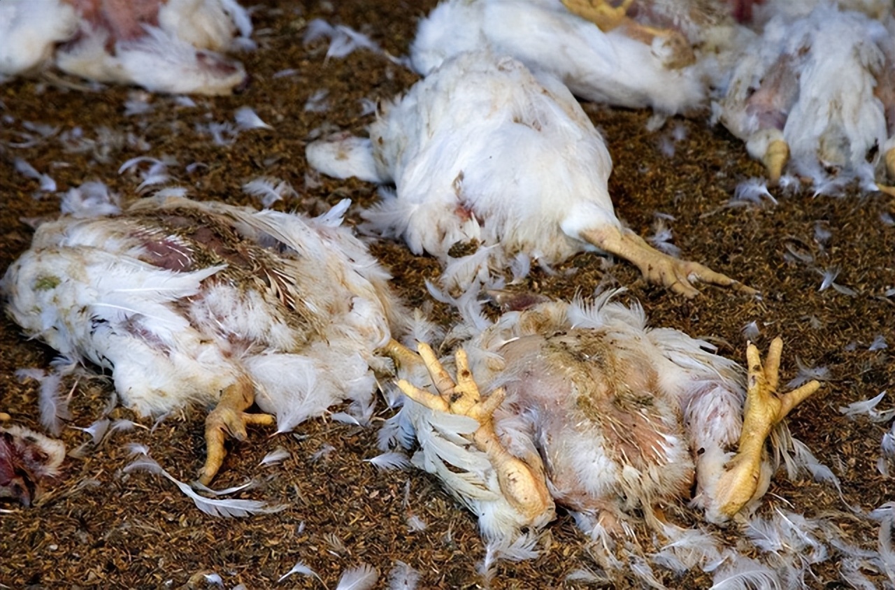 高温停电养殖户鸡被热死视频,高温养鸡场死鸡现场