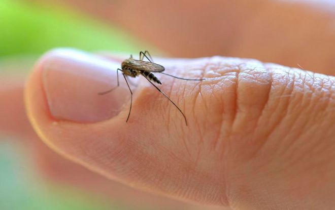 室内蚊子太多怎么驱赶蚊子呢,家里蚊子太多教你一招搞定蚊子